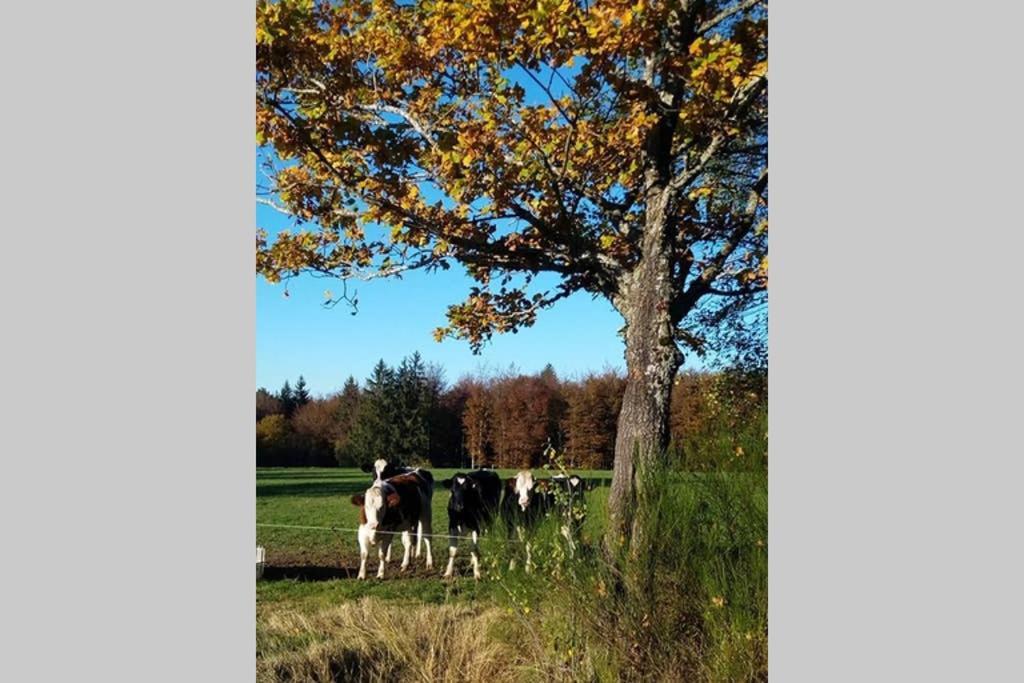 Maison Independ. 6 Personnes A 10 Mn De Gerardmer Granges-sur-Vologne ภายนอก รูปภาพ